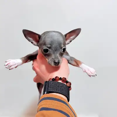 Meet Violet – Rare Blue Chihuahua Female (Born January 2026), View more
