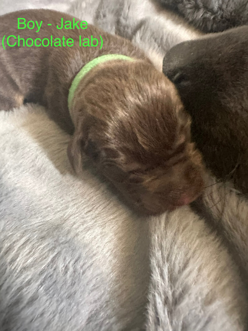 Purebred Chocolate and Black Labrador Puppies Dogs & Puppies for