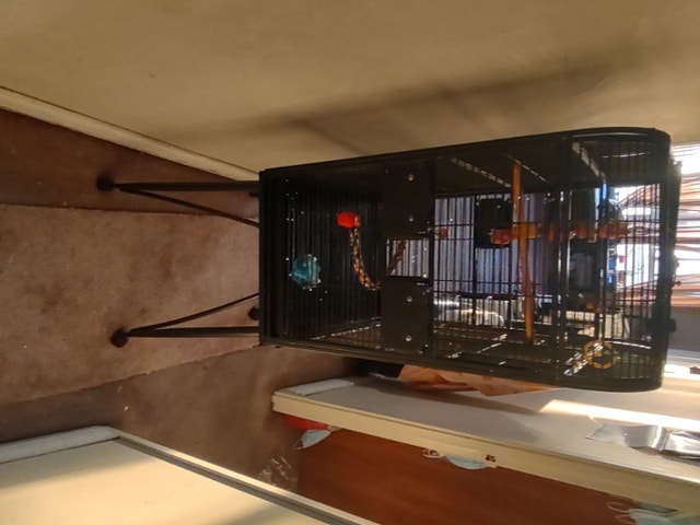 Large Cage for Birds available for sale Birds for Rehoming