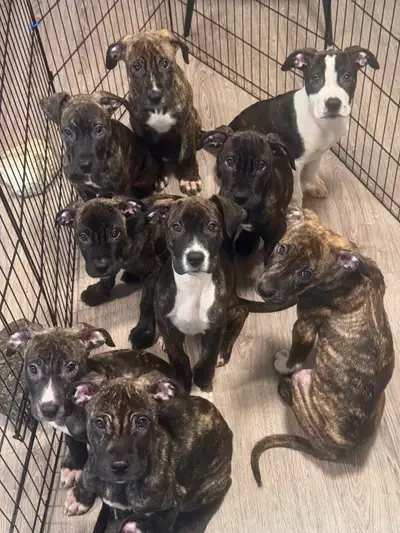 We current have a fresh litter of premium Cane Corso × Presa Canario puppies available to loving, re...