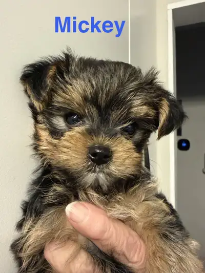 Tiny toy teddy bear faced Yorkies ready now!, View more