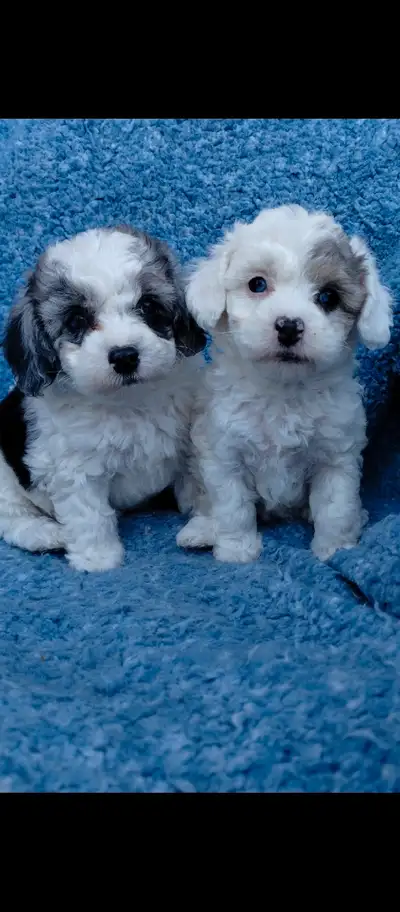 One beautiful blue merle toy poodle ready to go to her forever, loving home. This little girl has pe...