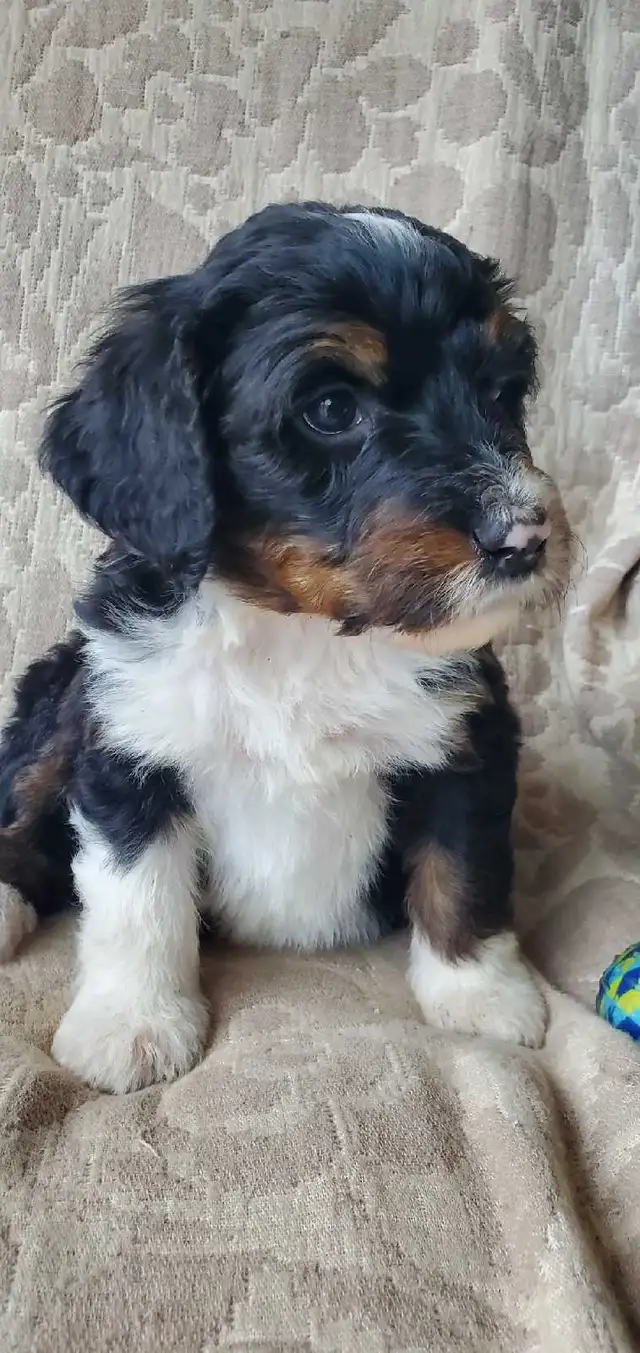 Bernedoodles !!  F1 smaller Puppy SALE !! in Dogs & Puppies for Rehoming in Kelowna - Image 6