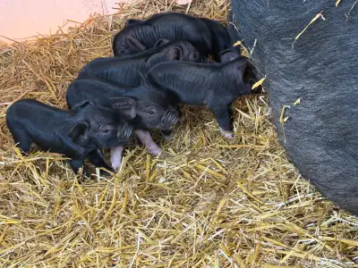meishan/kune kune piglets , View more
