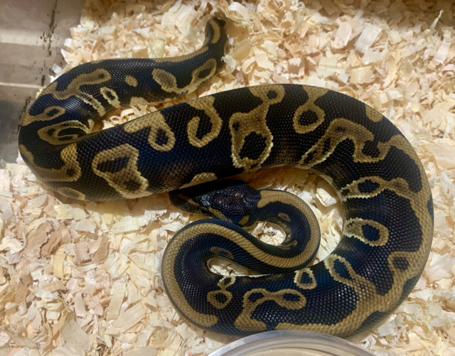 Ball pythons (downsizing) in Reptiles & Amphibians for Rehoming in Renfrew