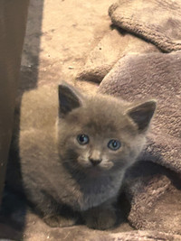 Russian blue Kittens! 