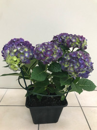 Hydrangeas 