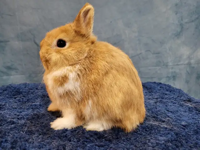 EXTRAODINAIRE BÉBÉ LAPIN BÉLIER Hollandais * Holland lop bunny in Small Animals for Rehoming in City of Montréal - Image 10