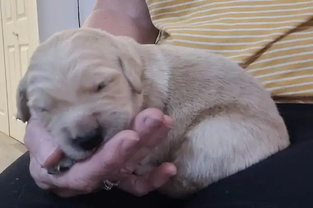 chiot golden retriever pure race in Dogs & Puppies for Rehoming in West Island - Image 4