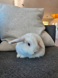 White Holland Lop Bunny, Free to good home