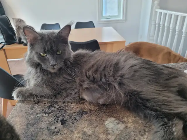 Femelle adulte Maine Coon