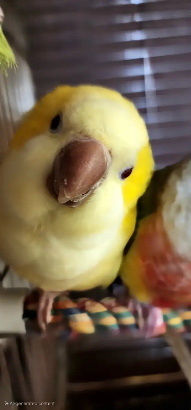Bonded Pair for Rehoming – Pineapple Conure & Lutino Quaker in Birds for Rehoming in Delta/Surrey/Langley - Image 5