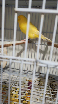 Canary male and female for sale 200