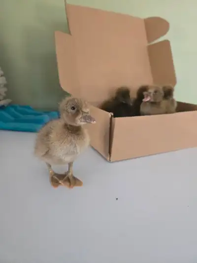 Runner Ducklings, View more