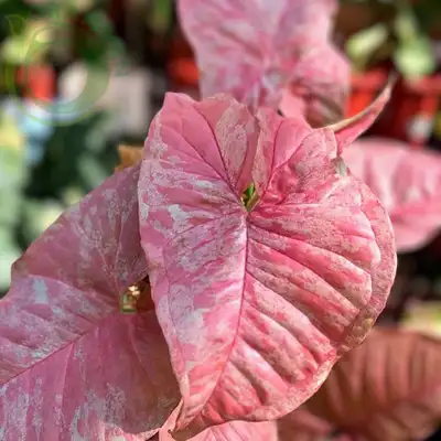 syngonium pink candy wetstick, View more