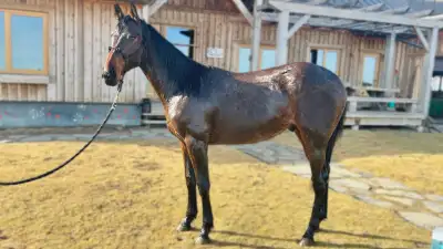 Anchor is a super TB gelding. Currently standing at 15hh, he will mature to 16hh. DOB is June 14, 20...