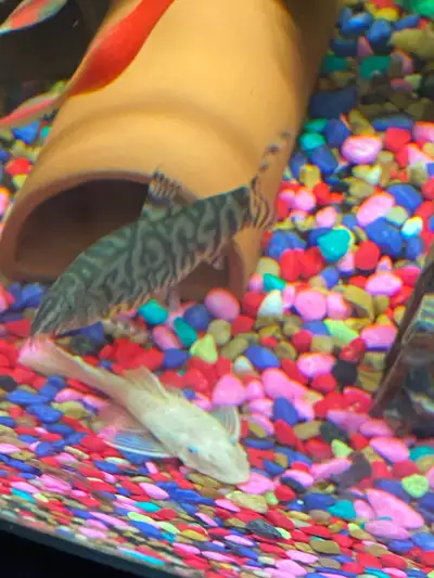 2 yo yo louches they are around 4 1/2 inches long asking $8 each need gone asap
