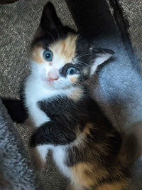 Little calico Kitten 