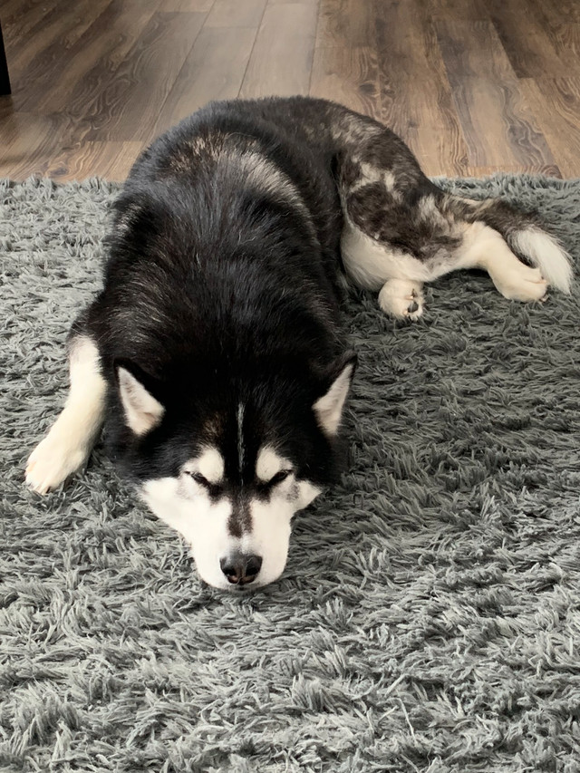 Rehoming indoor dog name Loki Dogs & Puppies for Rehoming Portage