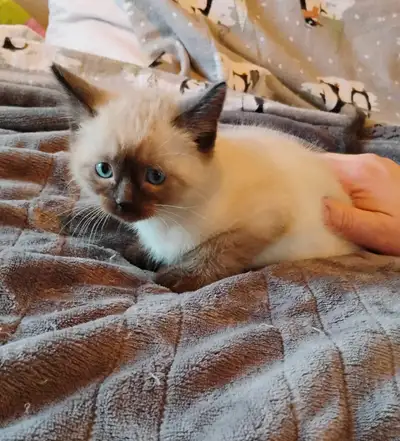Our Siamese mama cat had a wonderful batch of kittens who are basically all sold now! We only have t...