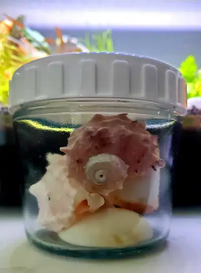 Aquarium shells, View more