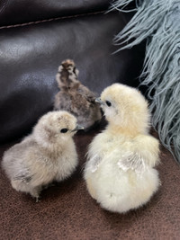 Purebred Bearded silkies hatching April 22