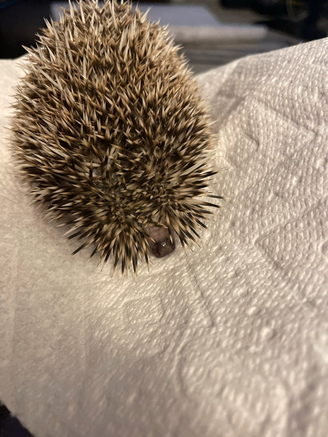 Hedgehog in Small Animals for Rehoming in London - Image 4