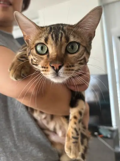 Bengal Rehome, View more