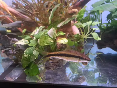 Siamese algae eater, View more