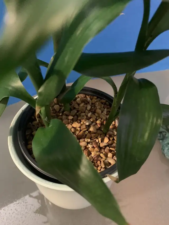 3 Lucky Bamboo  with beautiful inner & outer planter/Flower Pot in Patio & Garden Furniture in Markham / York Region - Image 4
