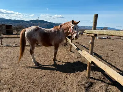 Companion gelding looking for a new home, View more
