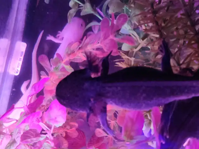 Baby Axolotls  in Reptiles & Amphibians for Rehoming in Oshawa / Durham Region - Image 8