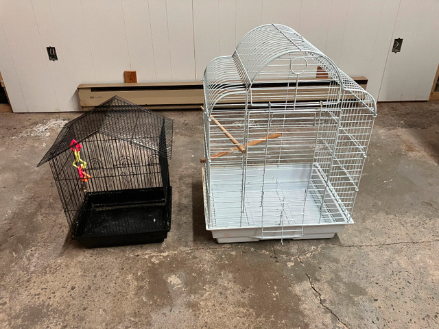 4 perruches à vendre dans Oiseaux à adopter  à Granby - Image 4