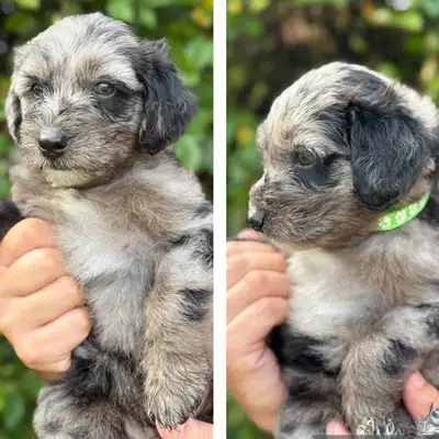 chiots Berger Australien Mélangé Goldendoodle , View more
