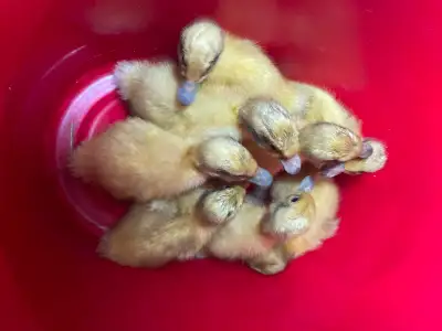 Welsh Harlequin ducklings, varying ages. Asking $15 each, or $12.50 each if taking 6 or more, $10 ea...