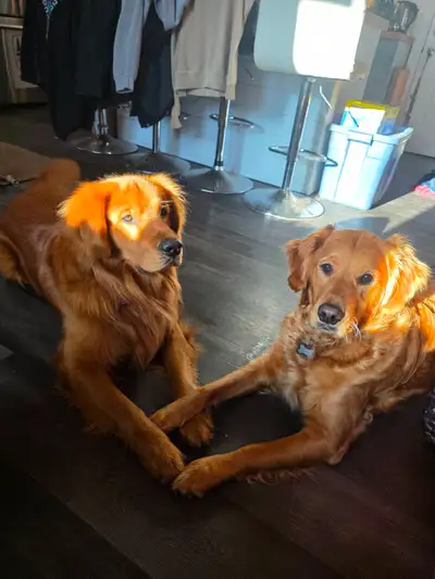 GOLDEN RETRIEVER PUPPIES, View more