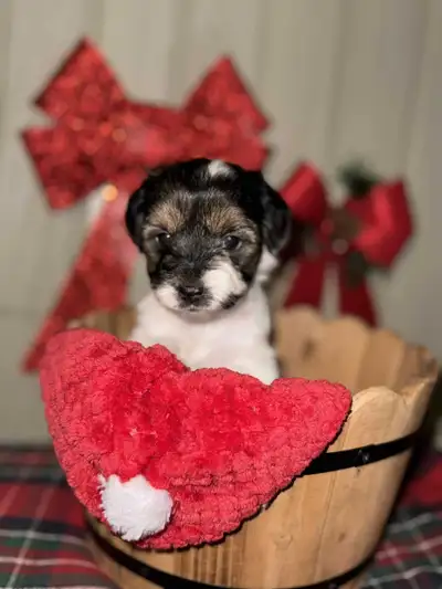 Morkie puppies, View more