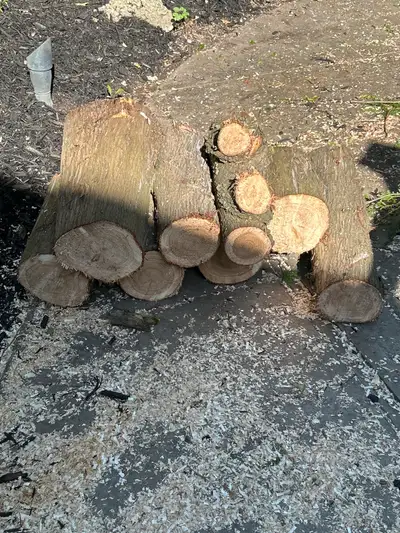 FREE - cedar logs, View more