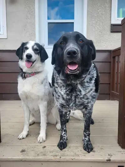 ISO pet friendly home