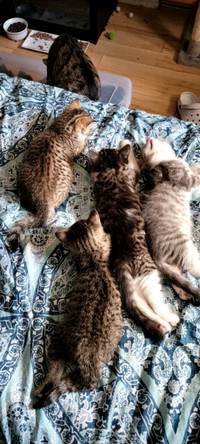 239 Listings Adopt Cats Kittens Locally In Gatineau Pets Kijiji Classifieds