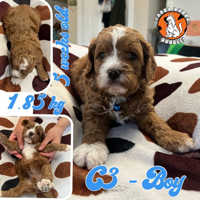 Cavapoo Puppies Miniature Poodle Cross; Reputable Breeder Dogs