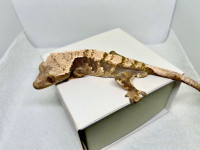 High end crested geckos from good lineage (RTBs and Juvies)