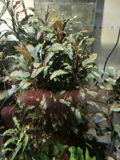 Bucephalandra Brownie Falcon., View more
