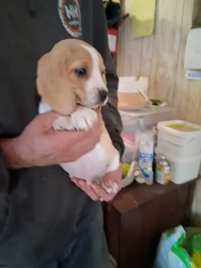 baby beagle pocket, View more