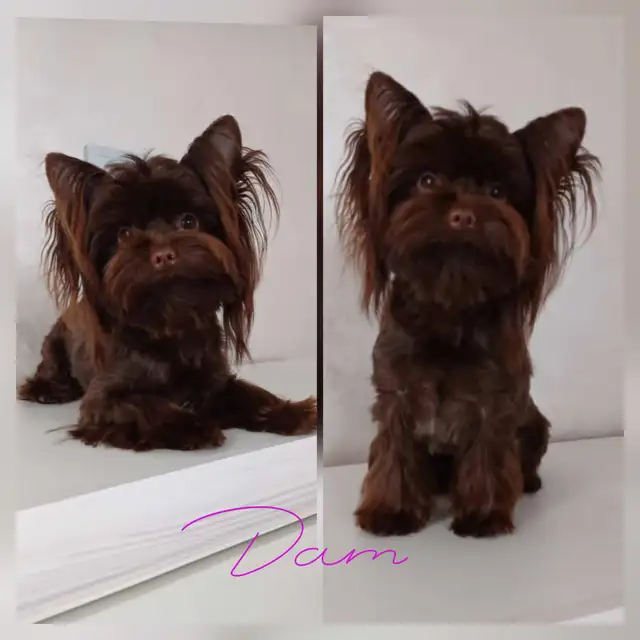 Rare dark chocolate yorkie puppies in Dogs & Puppies for Rehoming in City of Toronto - Image 7