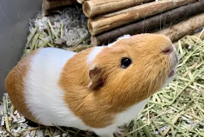 Guinea Pigs Boars & Sows, View more