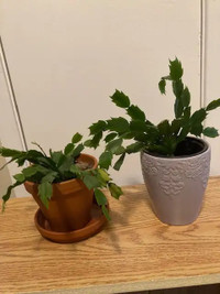 Christmas cactus plants (Schlumbergera) for sale