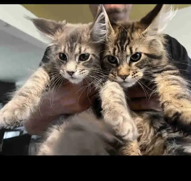chatons mainecoon in Cats & Kittens for Rehoming in Lac-Saint-Jean - Image 7