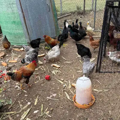 chicken/duck flock , View more