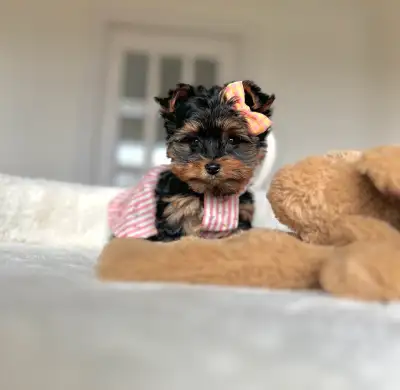 Beautiful Yorkie and Morkie pups, View more